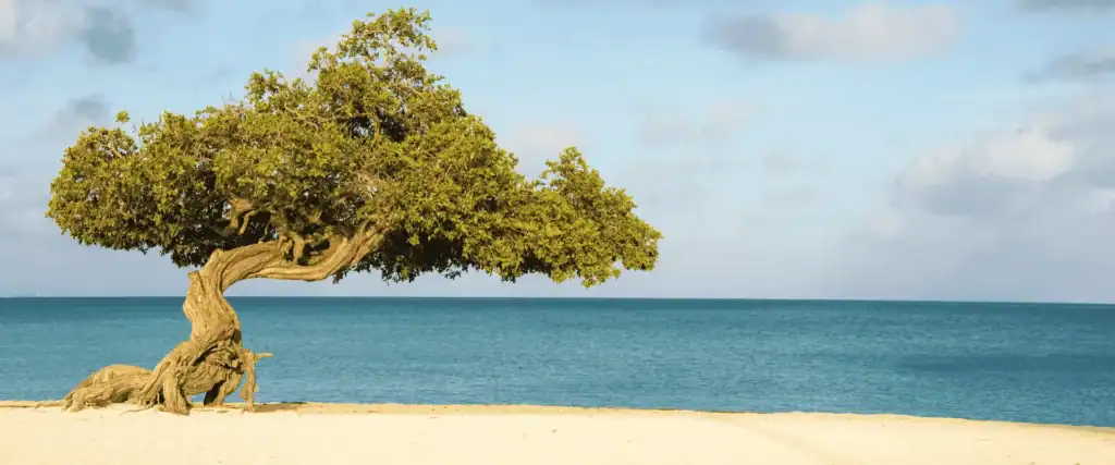 Banner betaalbare huwelijksreis Aruba / Salted Senses