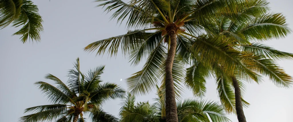 Bonaire vs. Curacao / Salted Senses