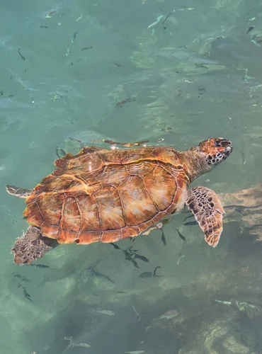 Schildpad op Curacao / Salted Senses